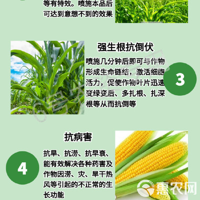 玉米專用葉面肥 科學施用“增產王”與增效劑，實現抗病高產