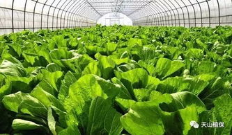 綠色無公害果蔬農(nóng)藥使用準(zhǔn)則與植物增效劑應(yīng)用規(guī)范